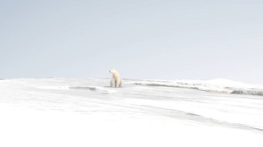 Kutup ayısı Kuzey Kutbu 'nda dinleniyor küresel ısınma, buzulları eritiyor, çevreyi koruyor., 