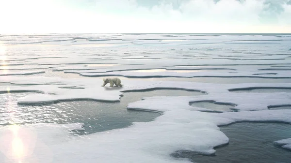 Ijsbeer Wandelen Smeltend Ijslandschapnoordpool Opwarming Van Aarde Smeltende Gletsjers Bescherming — Stockfoto