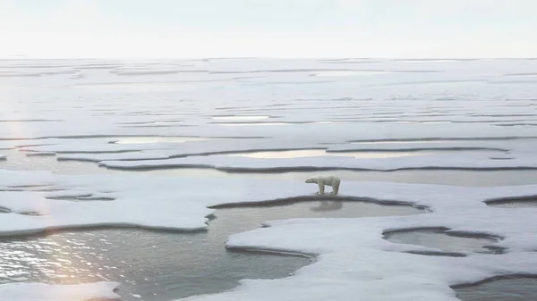 Niedźwiedź Polarny Stojący Topniejącym Lodzie Svalbard North Polewidok Lotu Ptaka — Zdjęcie stockowe