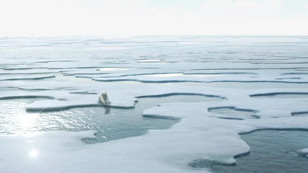 Oso Polar Sentado Paisaje Hielo Derretidopolo Norte Calentamiento Global Derretimiento — Foto de Stock