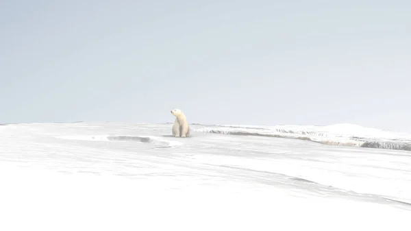 Niedźwiedź Polarny Relaks Lodowcu Biegun Północny Globalne Ocieplenie Topnienie Lodowców — Zdjęcie stockowe