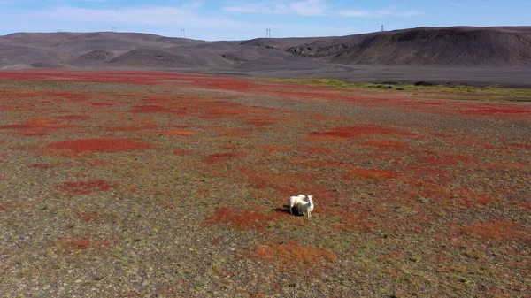 アイスランド高地から撮影された羊 火山の風景 空中4Kドローン アイスランド 2021年9月 — ストック写真