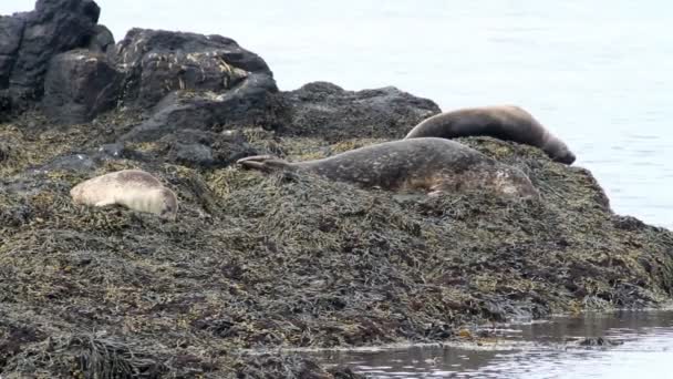 Seals on the shore — Stock Video