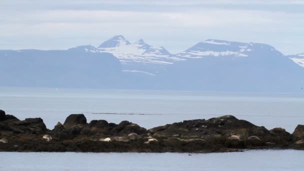 海豹在岸上 — 图库视频影像
