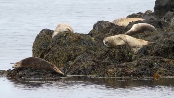 Seals on the shore — Stock Video