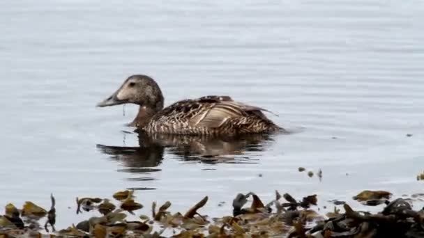 Mallard ducks — Stock Video