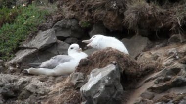 Fulmar