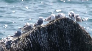 A Rock denizin üzerinde kittiwakes