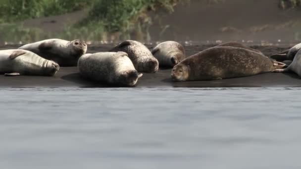 Tätningar på stranden — Stockvideo