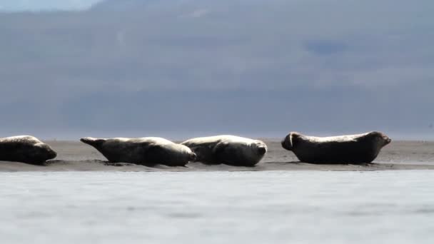 Zeehonden op de oever — Stockvideo