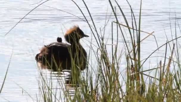 Grebe Berleher Hitam — Stok Video