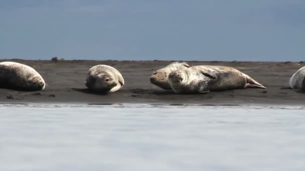 Исландские тюлени на берегу — стоковое видео