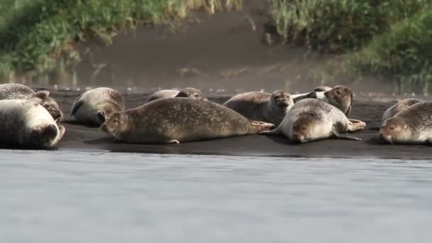 Islandia Sellos en la orilla — Vídeo de stock