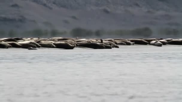 Исландские тюлени на берегу — стоковое видео
