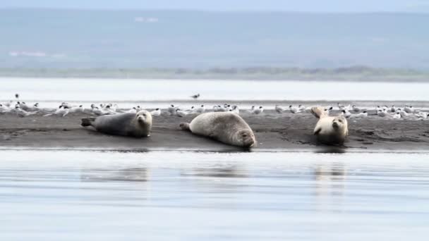 Тюлени на берегу — стоковое видео