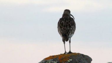 Sürmeli kervan çulluğu