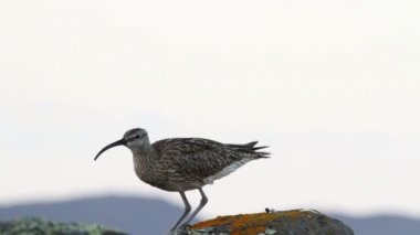 Sürmeli kervan çulluğu