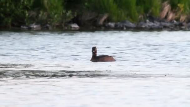 Μαύρο necked κολύμβις — Αρχείο Βίντεο