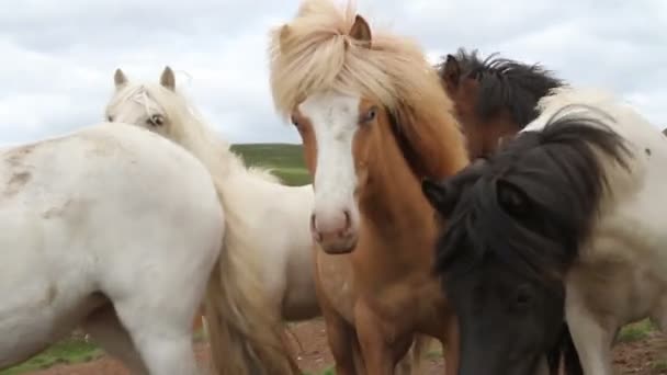 Islândia olhos azuis cavalos — Vídeo de Stock