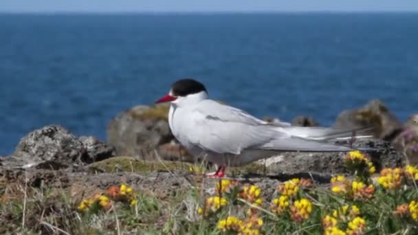 Arctic Tern — Stock Video