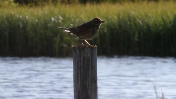 Pipit des prés — Video