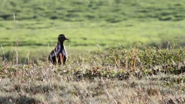 Golden Plover — Stock Video