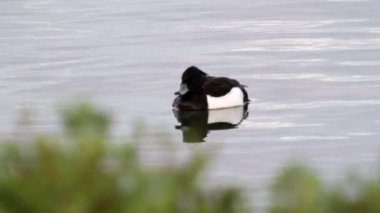 büyük scaup