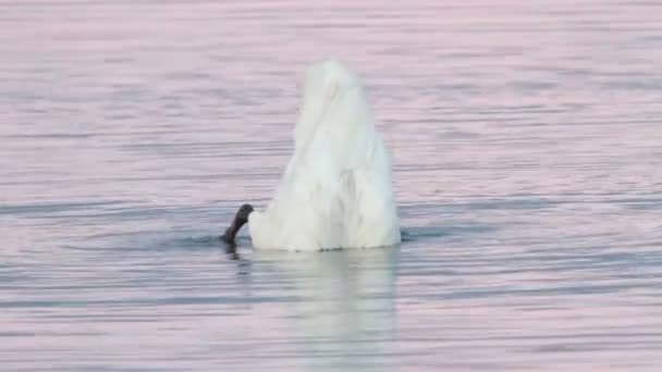 Whooper swan — Stock Video