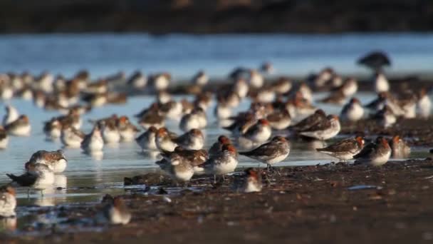 Rebanho de phalarope de pescoço vermelho — Vídeo de Stock