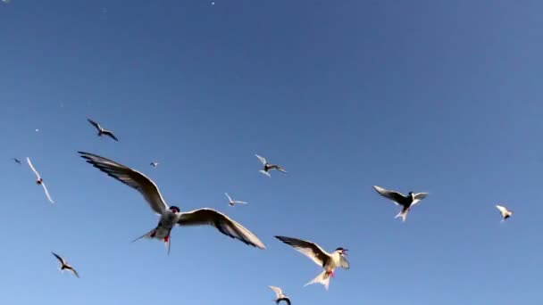 Arctic Tern flock — Stock Video