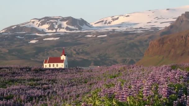 Islandská krajina — Stock video
