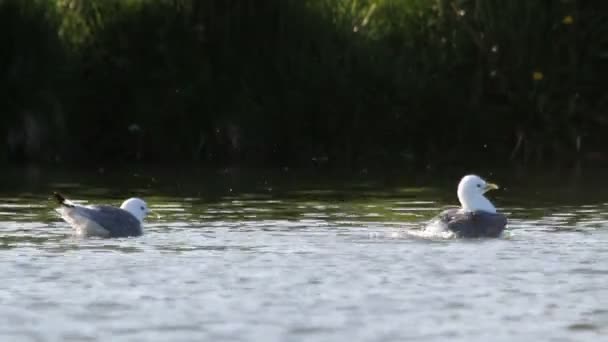 Kittiwake no lago Islândia — Vídeo de Stock