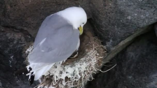 Kittiwake con sus polluelos — Vídeo de stock