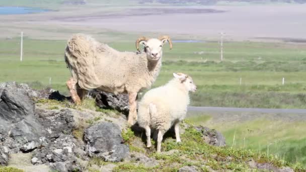 Islandia ovejas — Vídeos de Stock