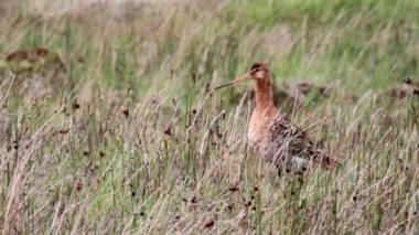 Bar çulluğu kuyruklu