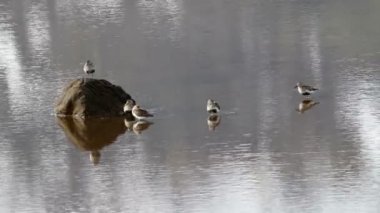 Dunlin kuşlar