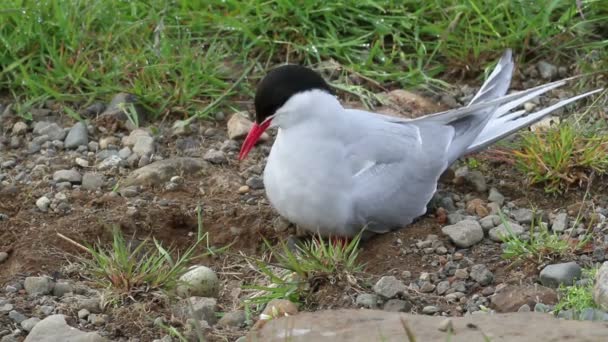 Arctic Tern — Stock Video