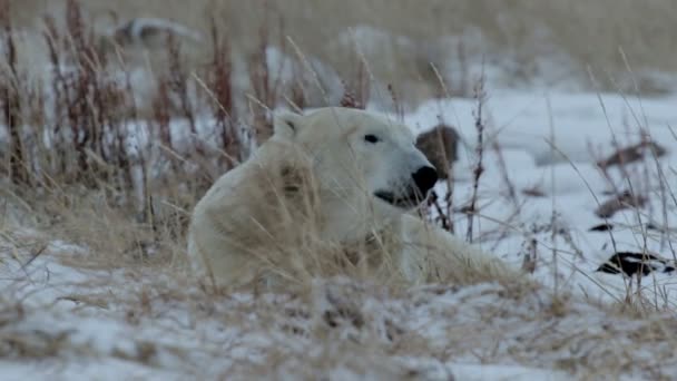 Urso polar mentindo — Vídeo de Stock