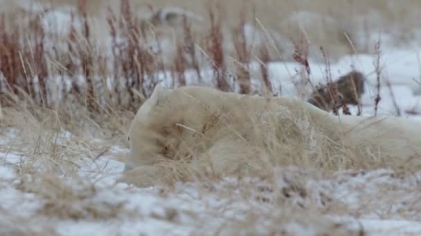 Polar bear liegen — Stockvideo