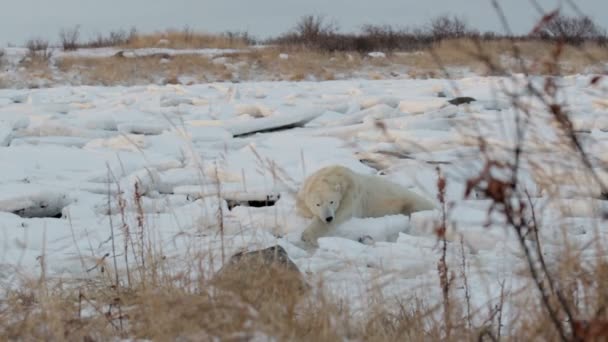 Urso polar mentindo — Vídeo de Stock