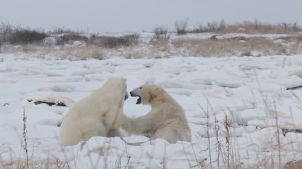 Osos polares jugando — Vídeo de stock