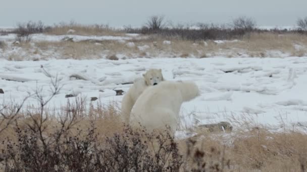 Polar bears playing — Stock Video