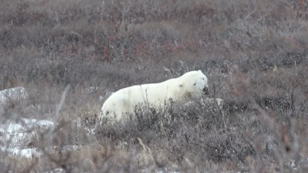 Osos polares jugando — Vídeos de Stock