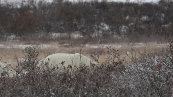 Ours polaires marchant — Video