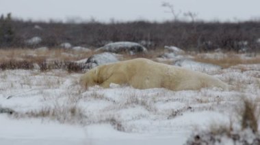 Kutup ayısı uyku