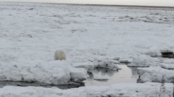 Polar bear wandelen — Stockvideo