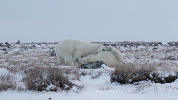 Osos polares luchando en la nieve — Vídeo de stock