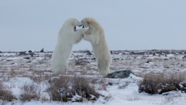ours polaires jouant sur la neige 