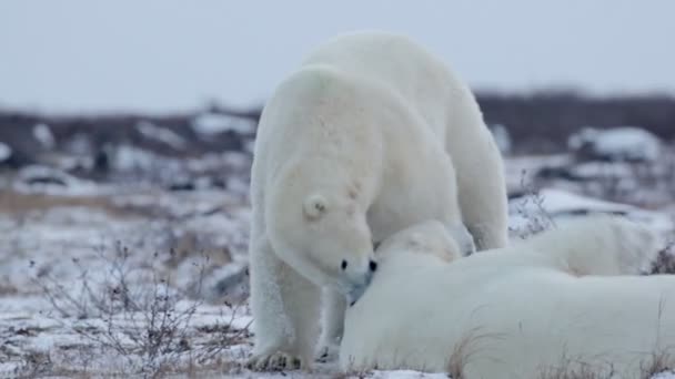 Polar bears játszott a hó