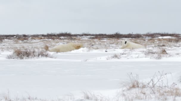Osos polares tumbados en la nieve — Vídeo de stock